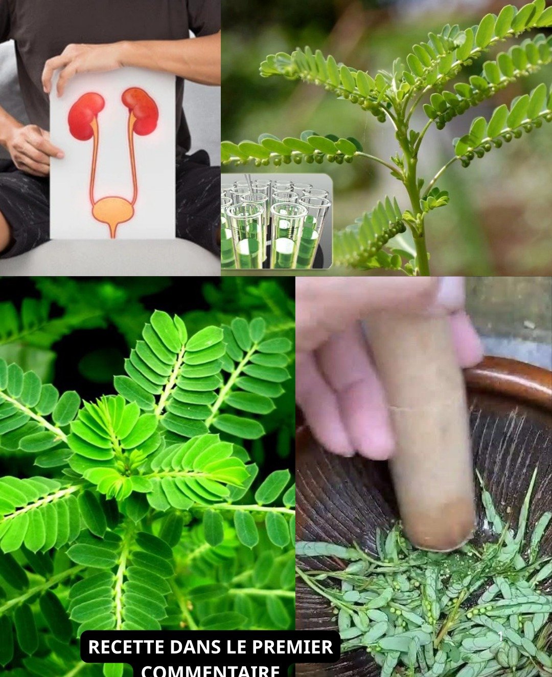 Mimosa pudica : la plante qui se referme, aux vertus médicinales exceptionnelles