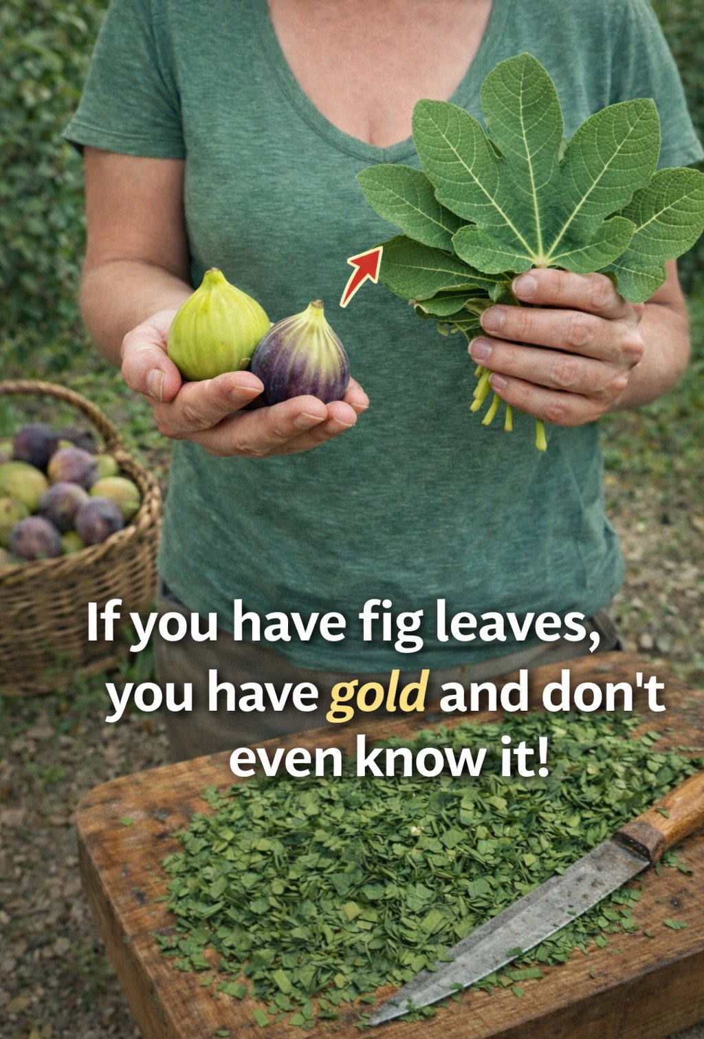 Fig Leaves: Unearthing the “Green Gold” You’ve Been Overlooking