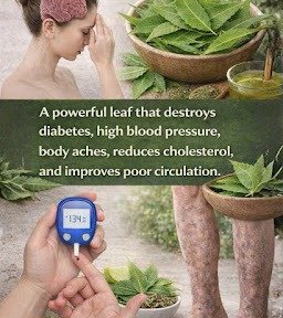 🌿 Neem Leaves: Unlocking Health Benefits, Uses, and Safe Practices