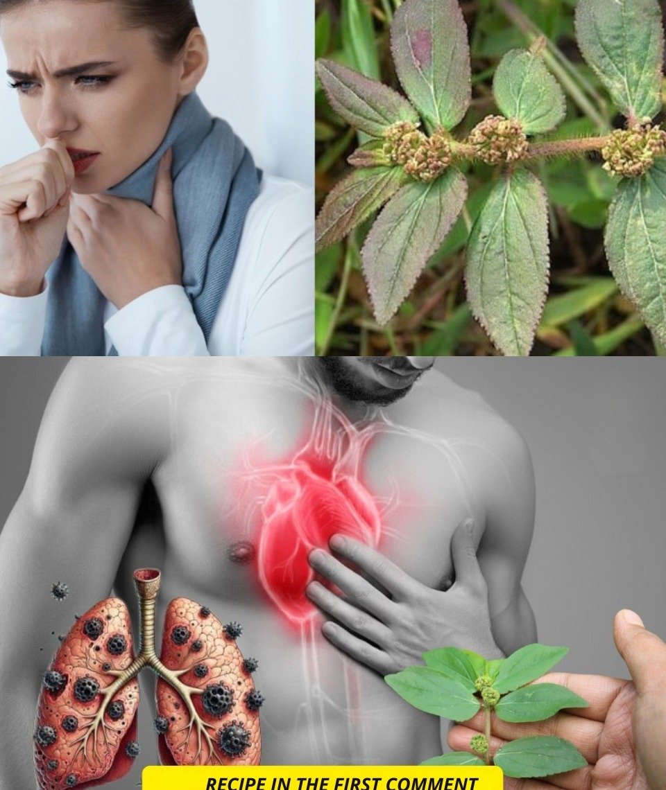 Uncover the Power of Herbal Leaves for Natural Lung Support, Cough Relief, and Improved Breathing